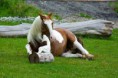 /album/fotogaleria-fotogaleria/a291903-10151141991542248-1884982078-n-jpg/